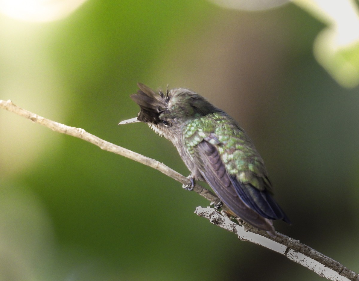 Antillean Crested Hummingbird - ML646613486