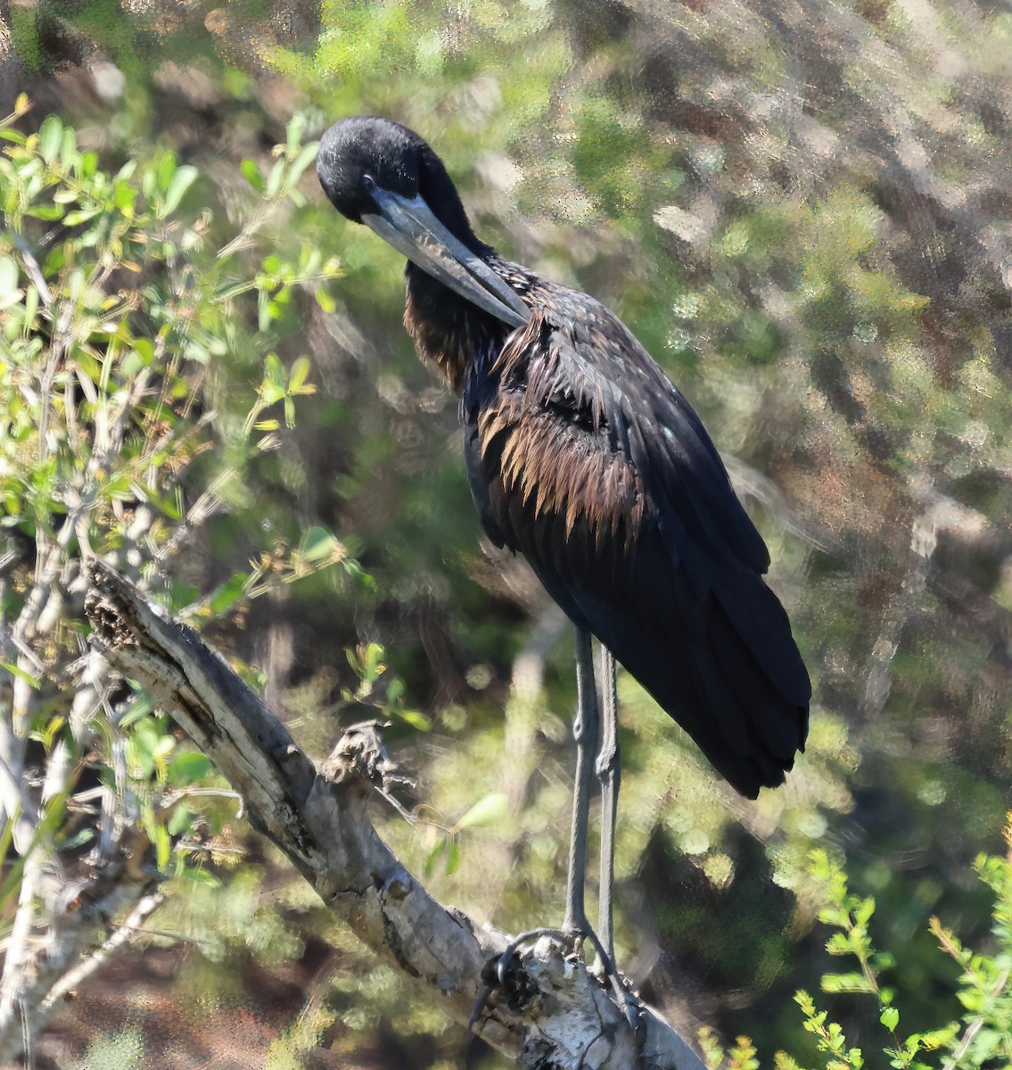 Африканский аист-разиня - ML646613487