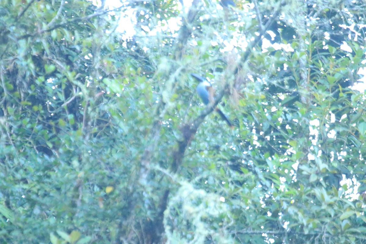 Black-billed Mountain-Toucan - ML646613495
