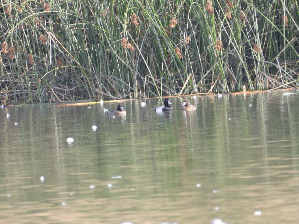 小斑背潛鴨 - ML646613497