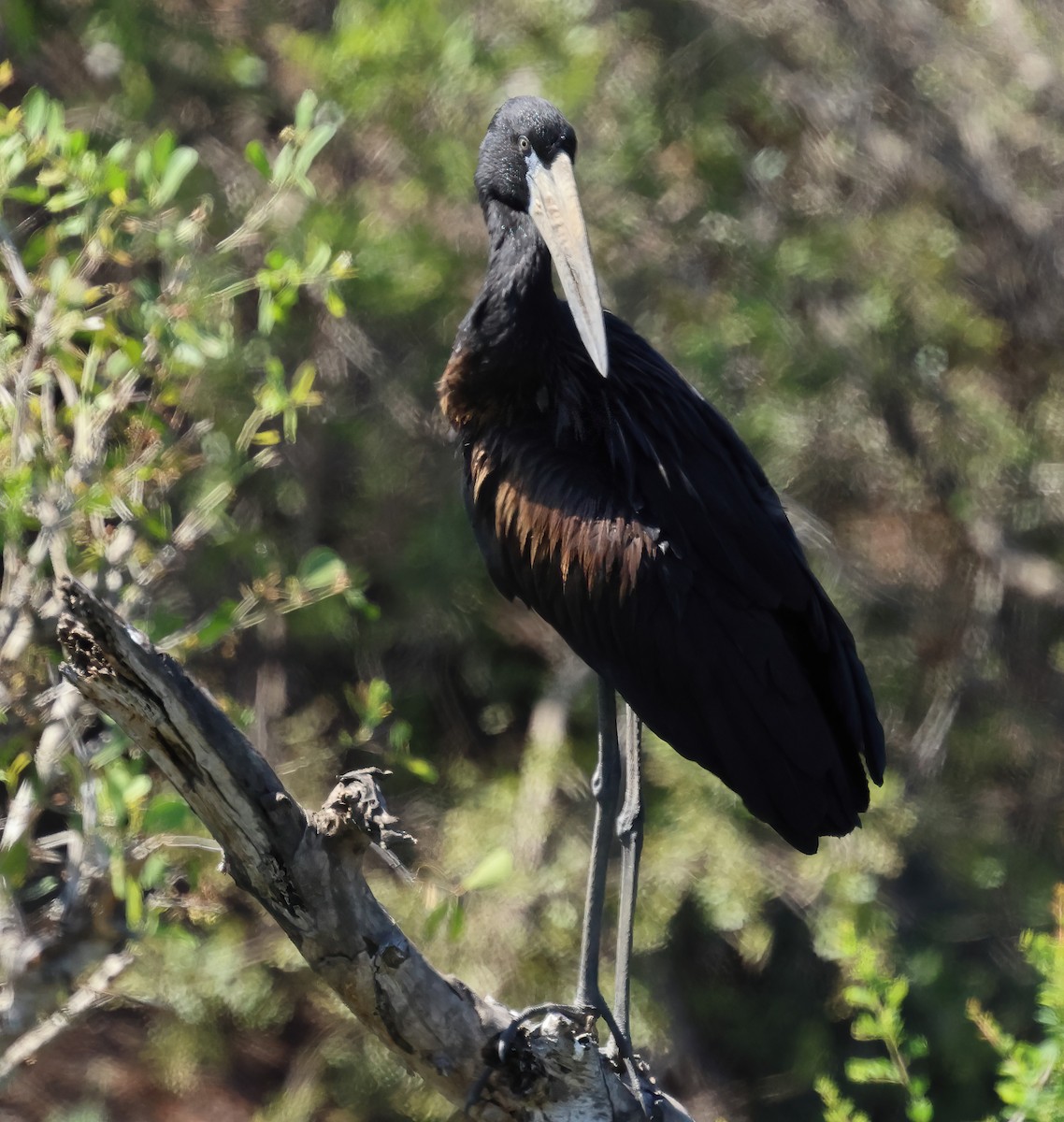 Африканский аист-разиня - ML646613498