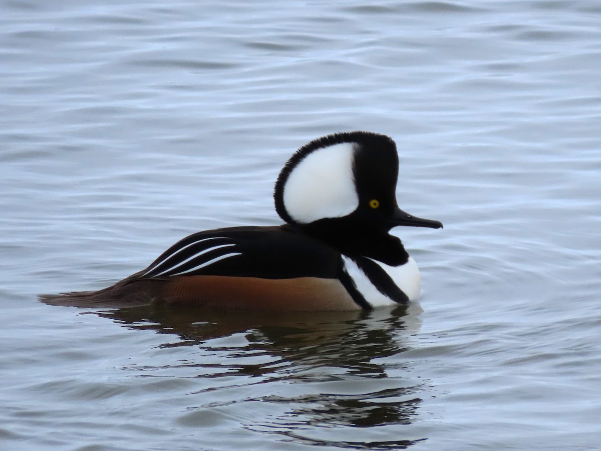 Hooded Merganser - ML646613502