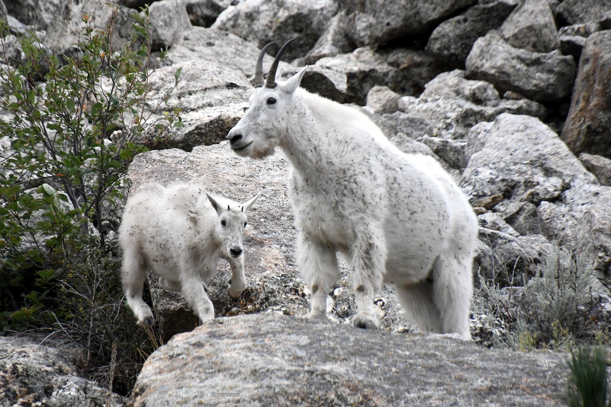 Mountain Goat - ML646613503