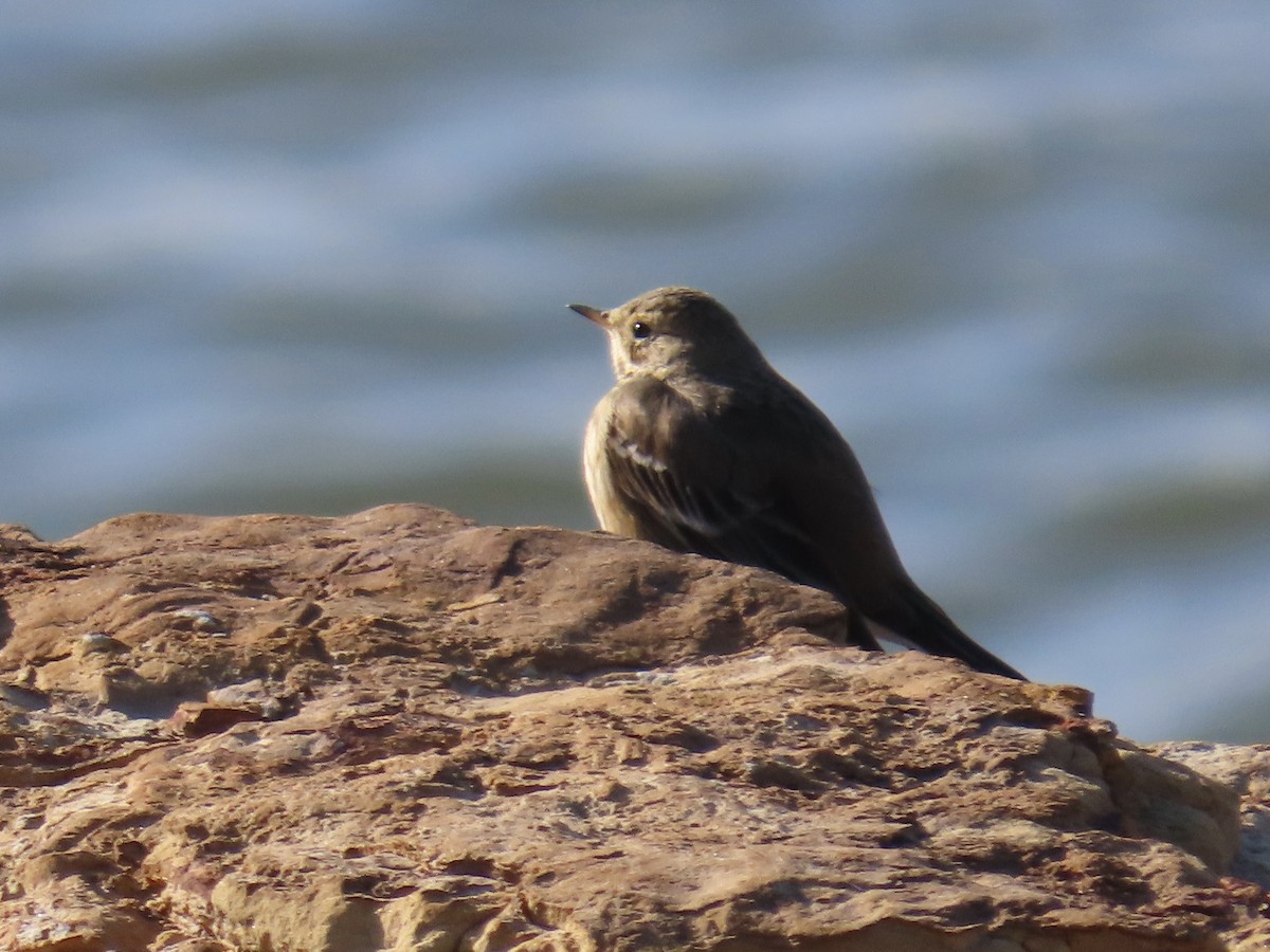 American Pipit - ML646613509