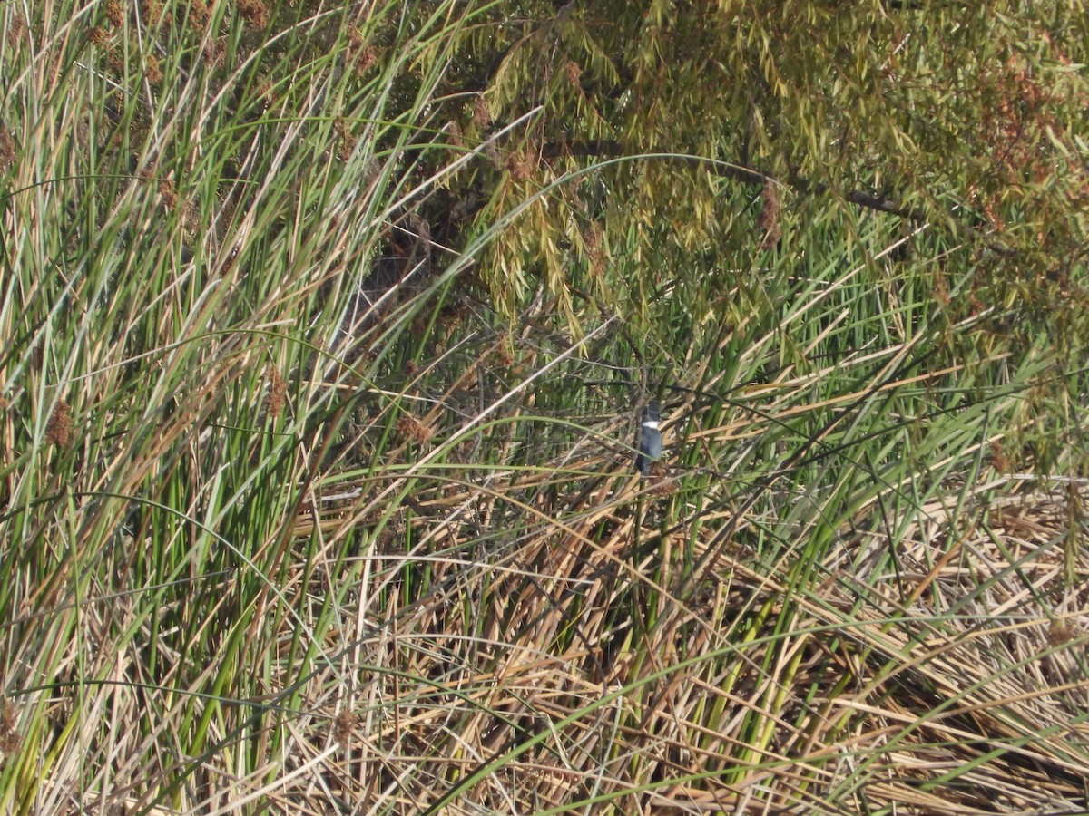 rybařík pruhoprsý - ML646613513