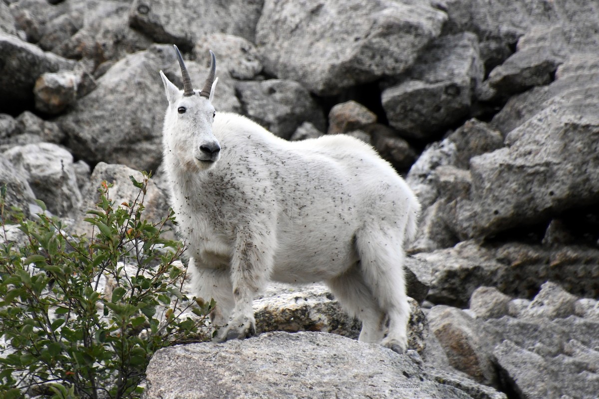 Mountain Goat - ML646613514