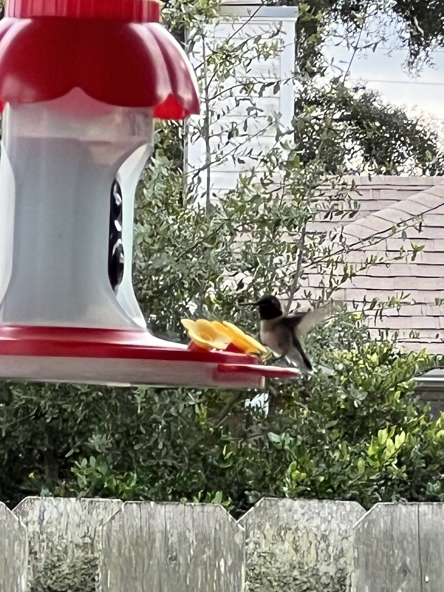 ノドアカハチドリ - ML646613516