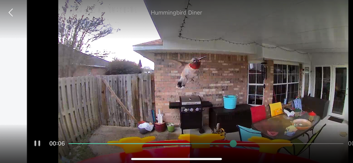 ノドアカハチドリ - ML646613517