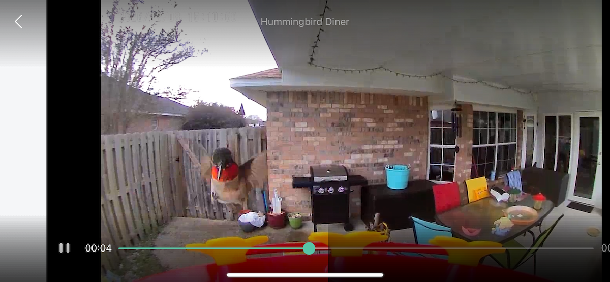 ノドアカハチドリ - ML646613518