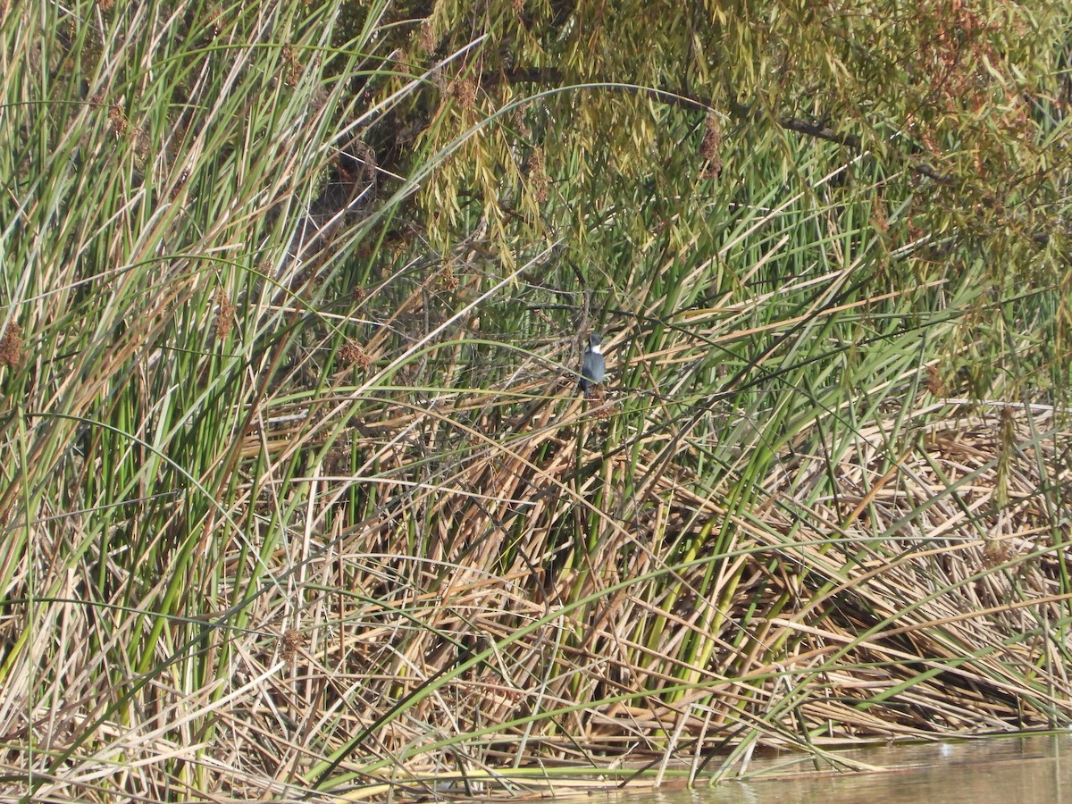 rybařík pruhoprsý - ML646613526