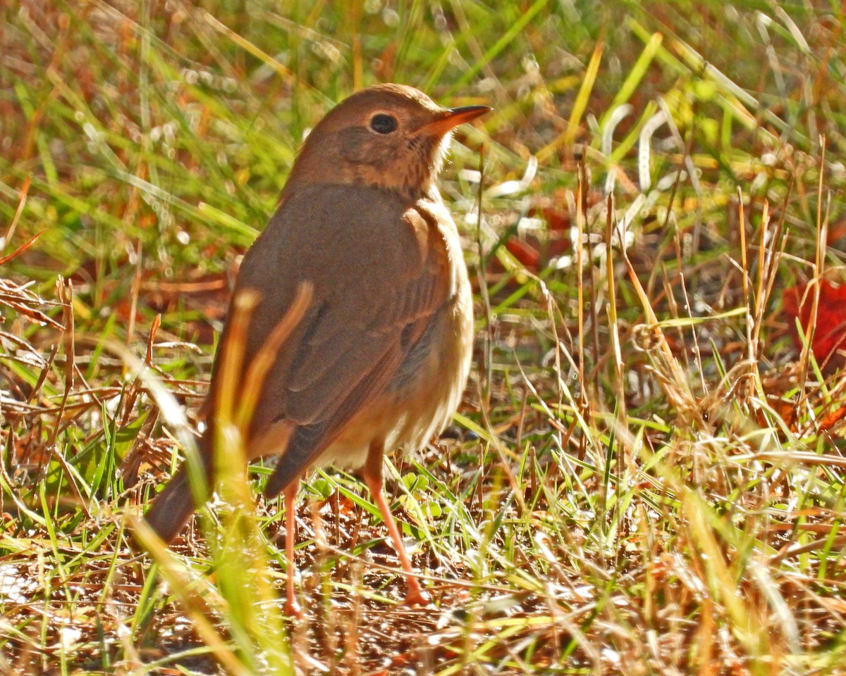 Hermit Thrush - ML646613528