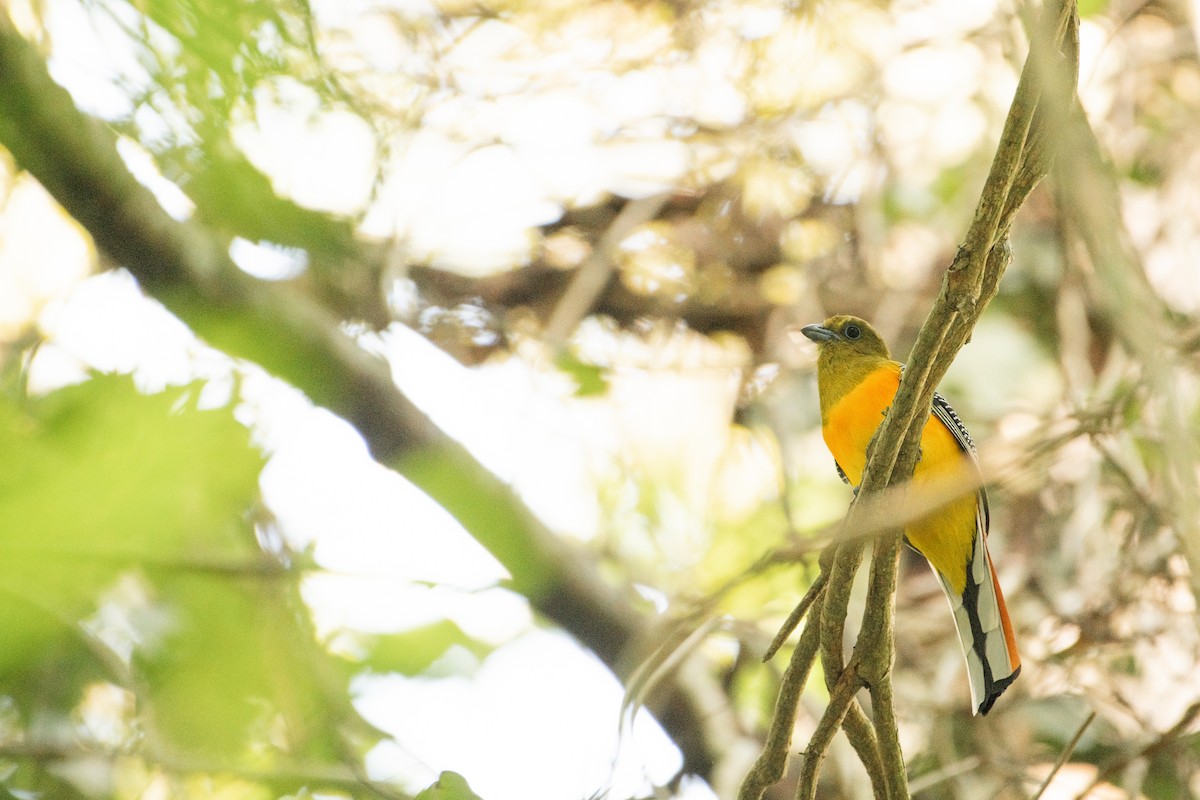 ヤマキヌバネドリ - ML646613529