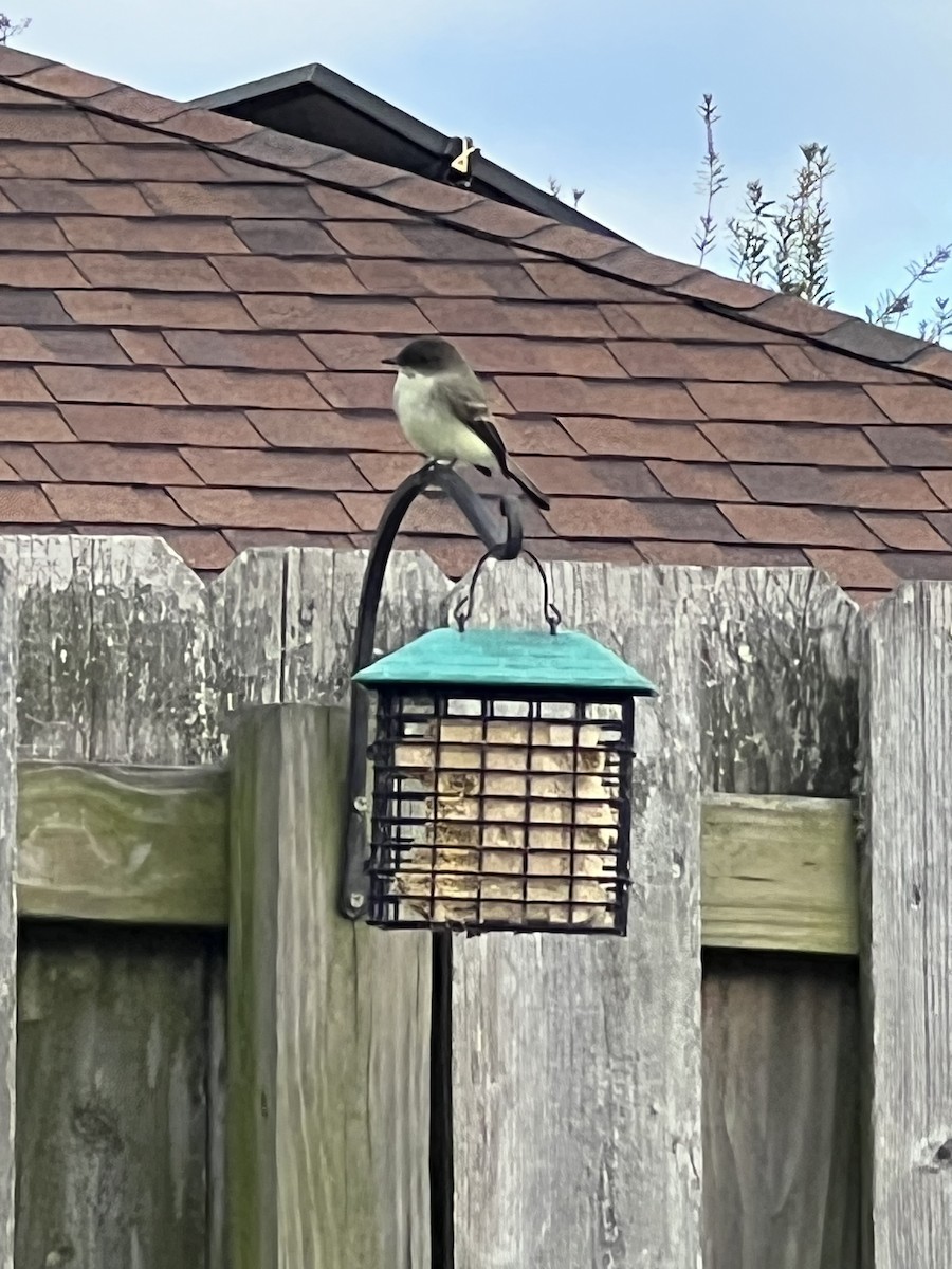 ツキヒメハエトリ - ML646613530