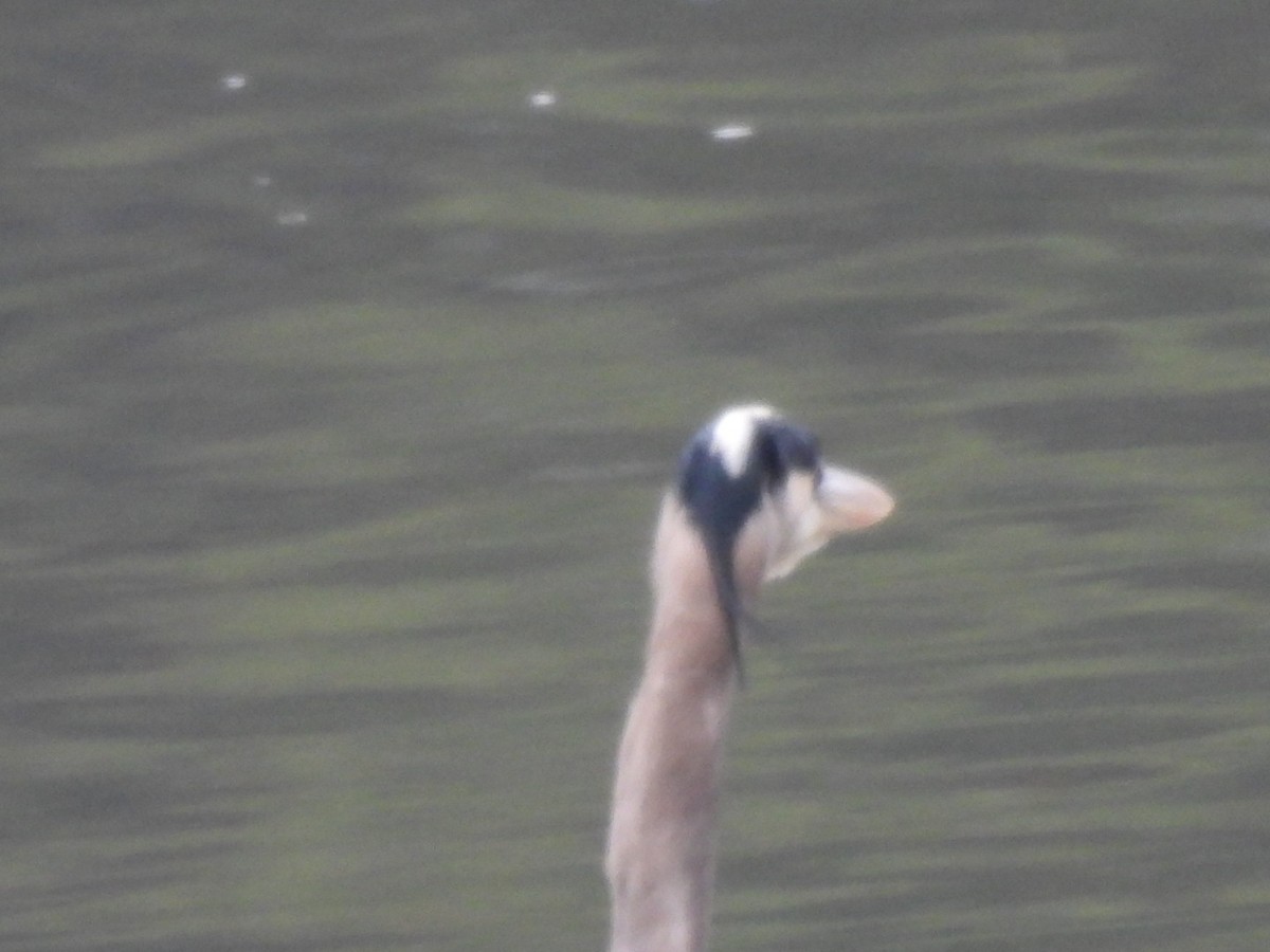 Amerika Gri Balıkçılı - ML646613531