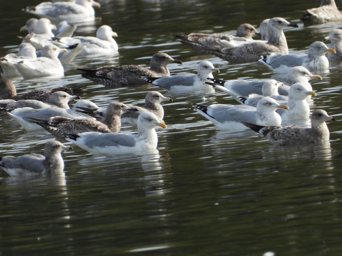 racek americký - ML646613533