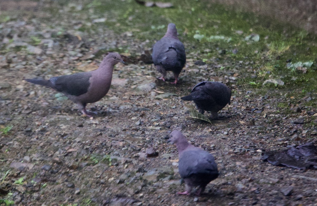 Свинцовый голубь - ML646613534