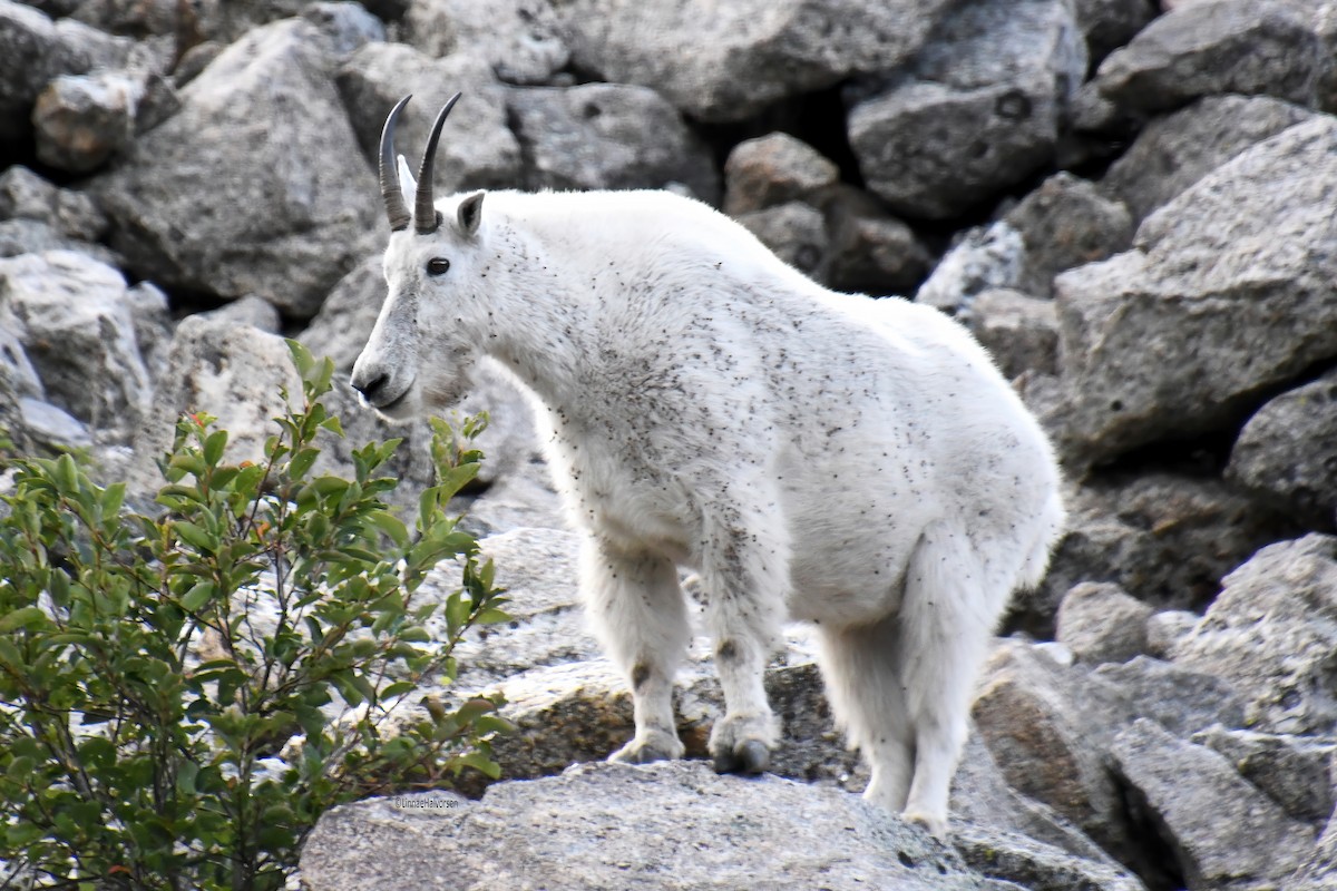 Mountain Goat - ML646613535