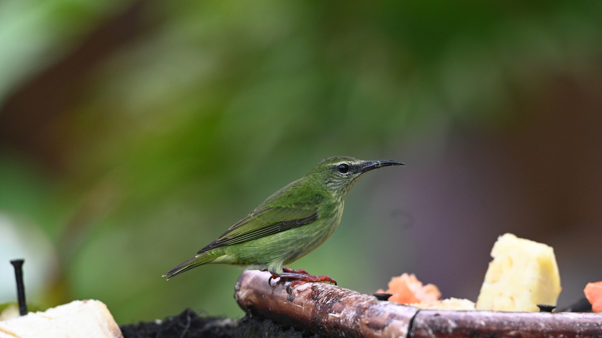 Red-legged Honeycreeper - ML646613536
