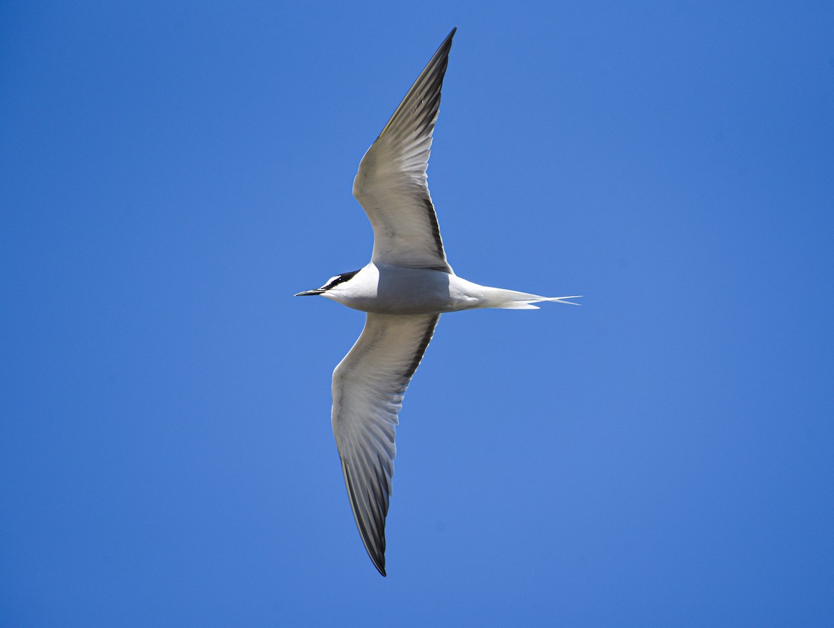 Aleutian Tern - ML646613537