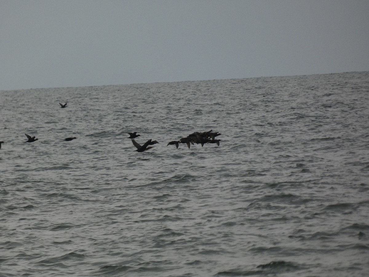 Американская синьга - ML646613539