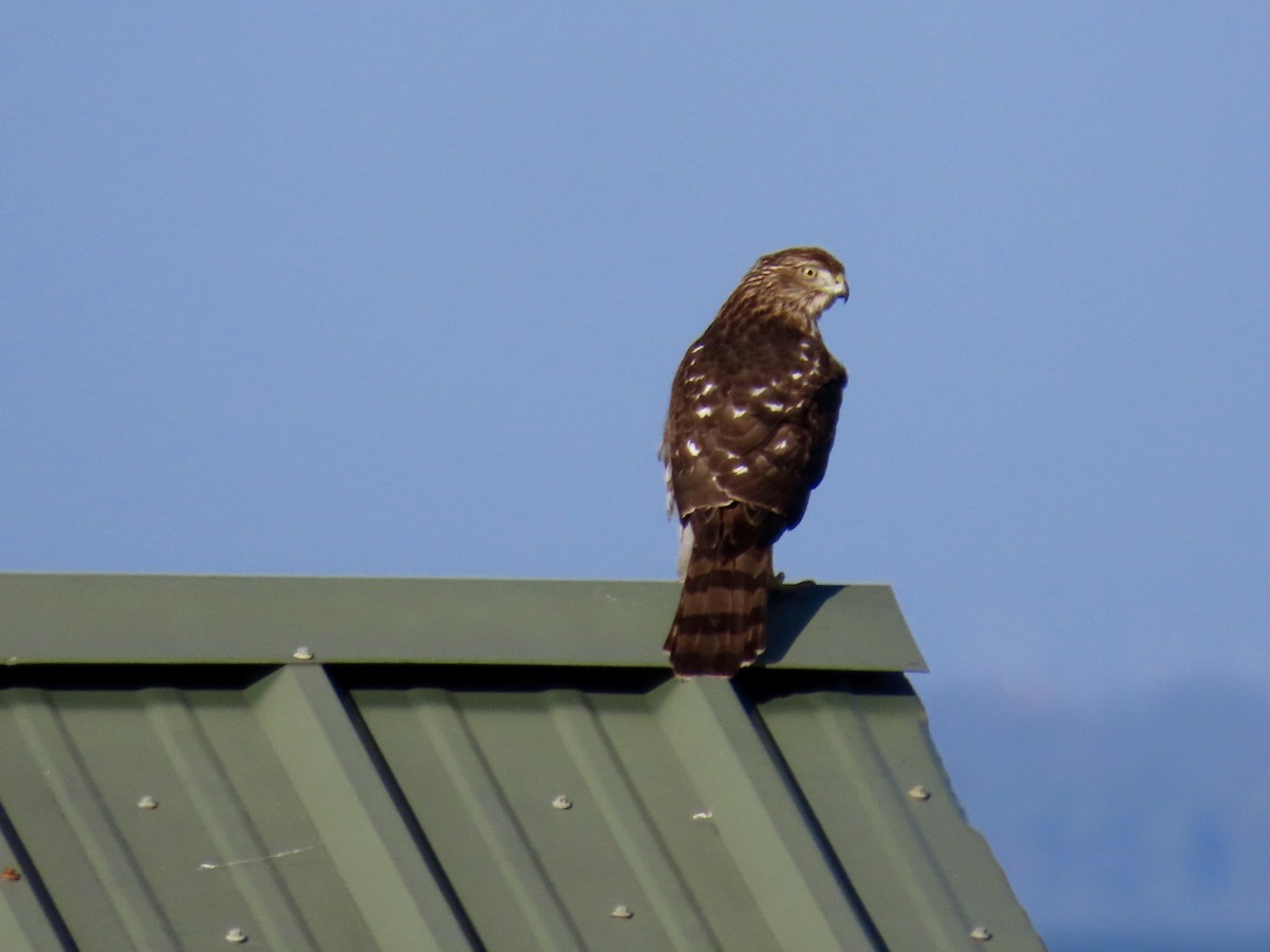 Cooper's Hawk - ML646613547