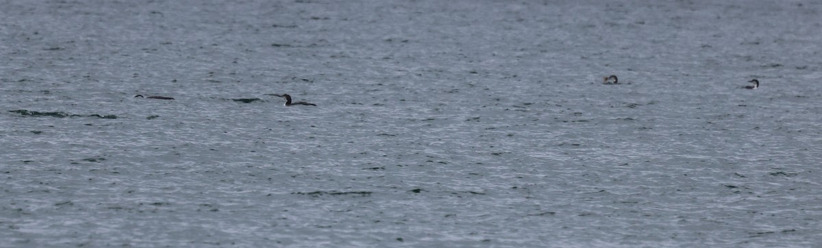 Plongeon huard - ML646613548