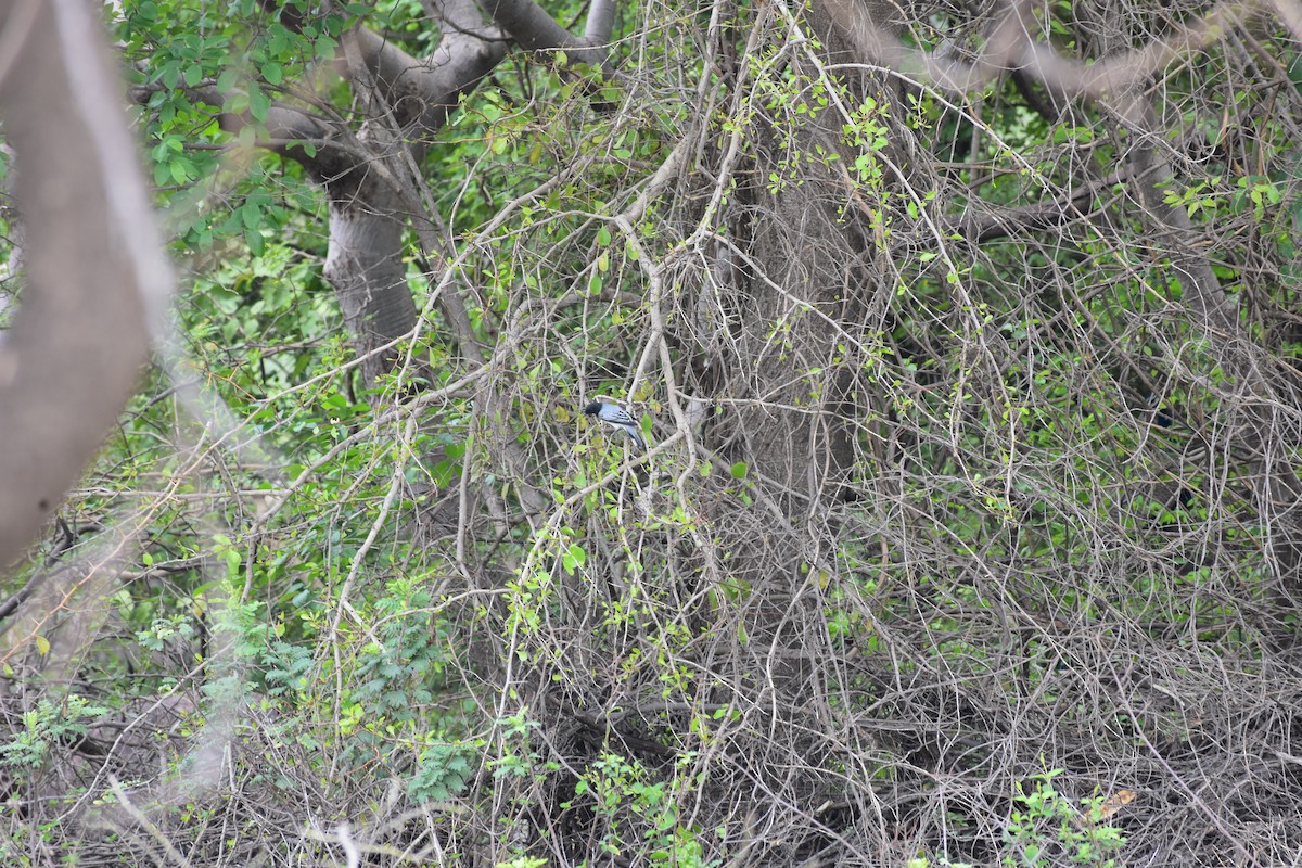 svarthodelarveeter - ML646613550