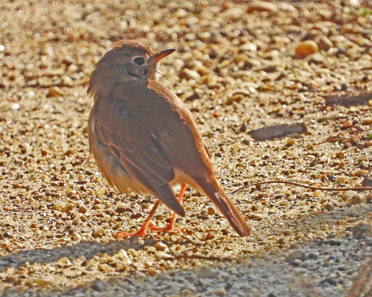 Hermit Thrush - ML646613557