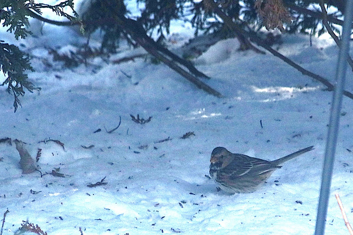 Chingolo de Harris - ML646613558