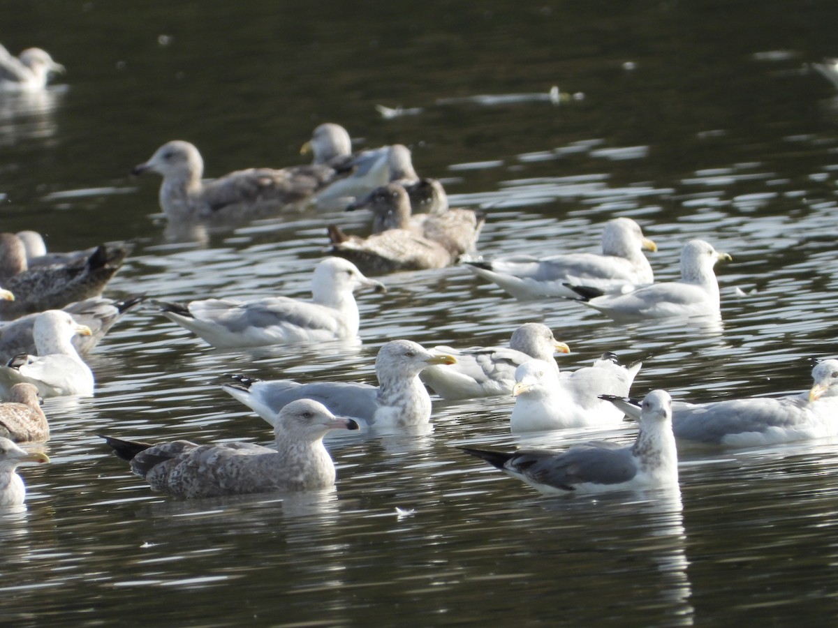 Ring-billed Gull - ML646613559