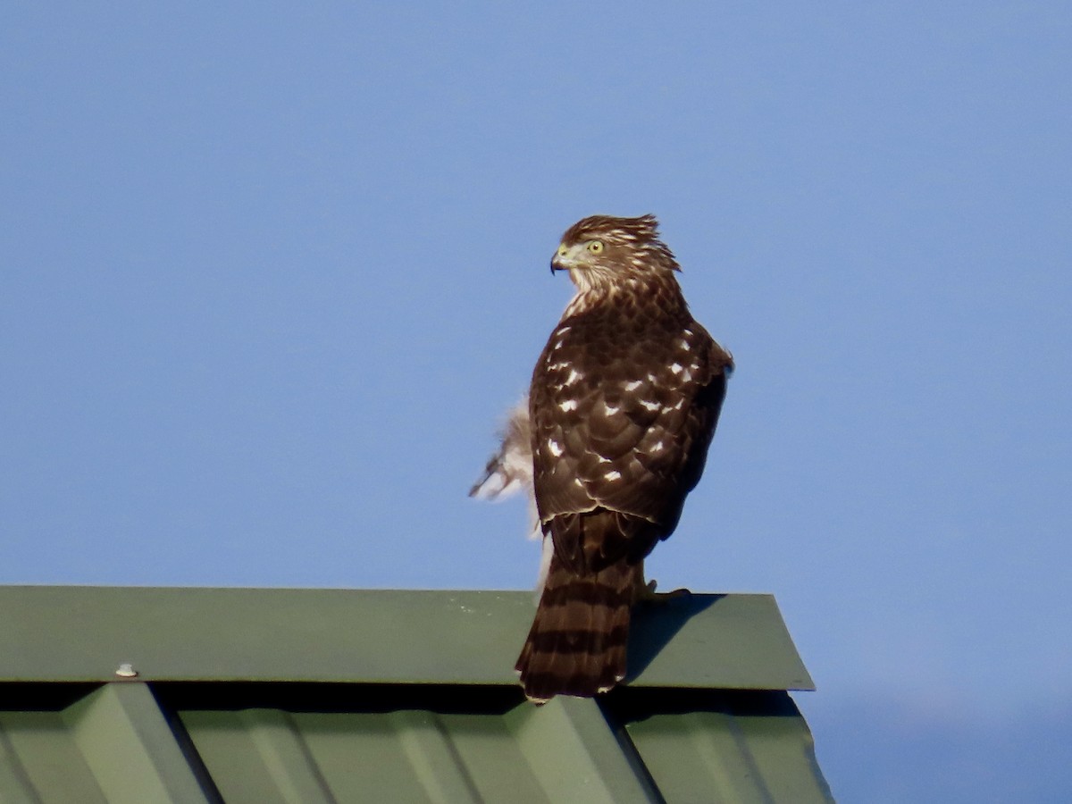 Cooper's Hawk - ML646613560