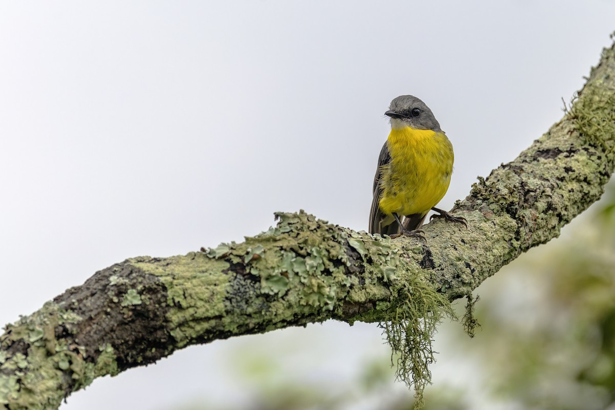 Eastern Yellow Robin - ML646613562