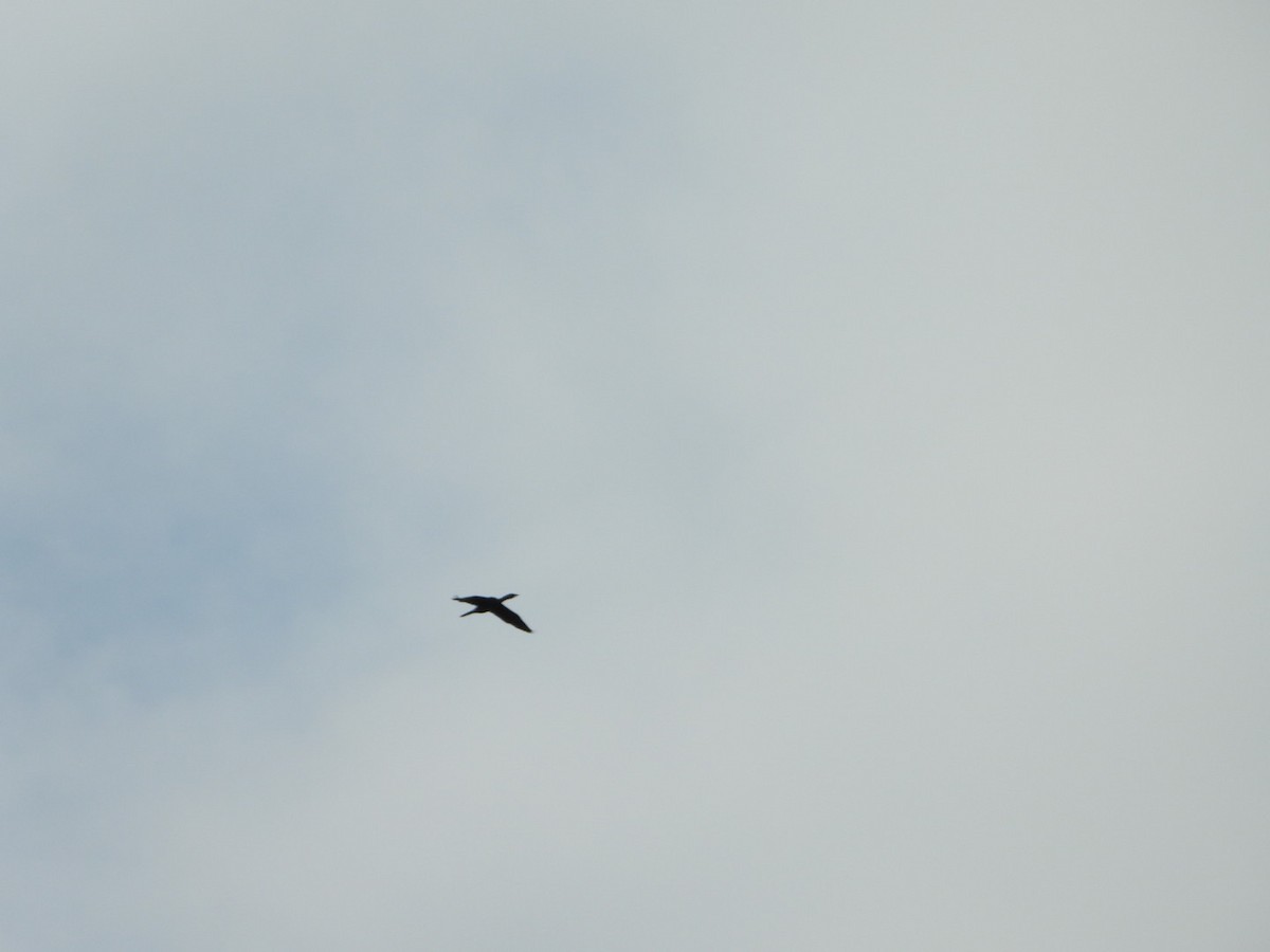 Indian Spot-billed Duck - ML646613566
