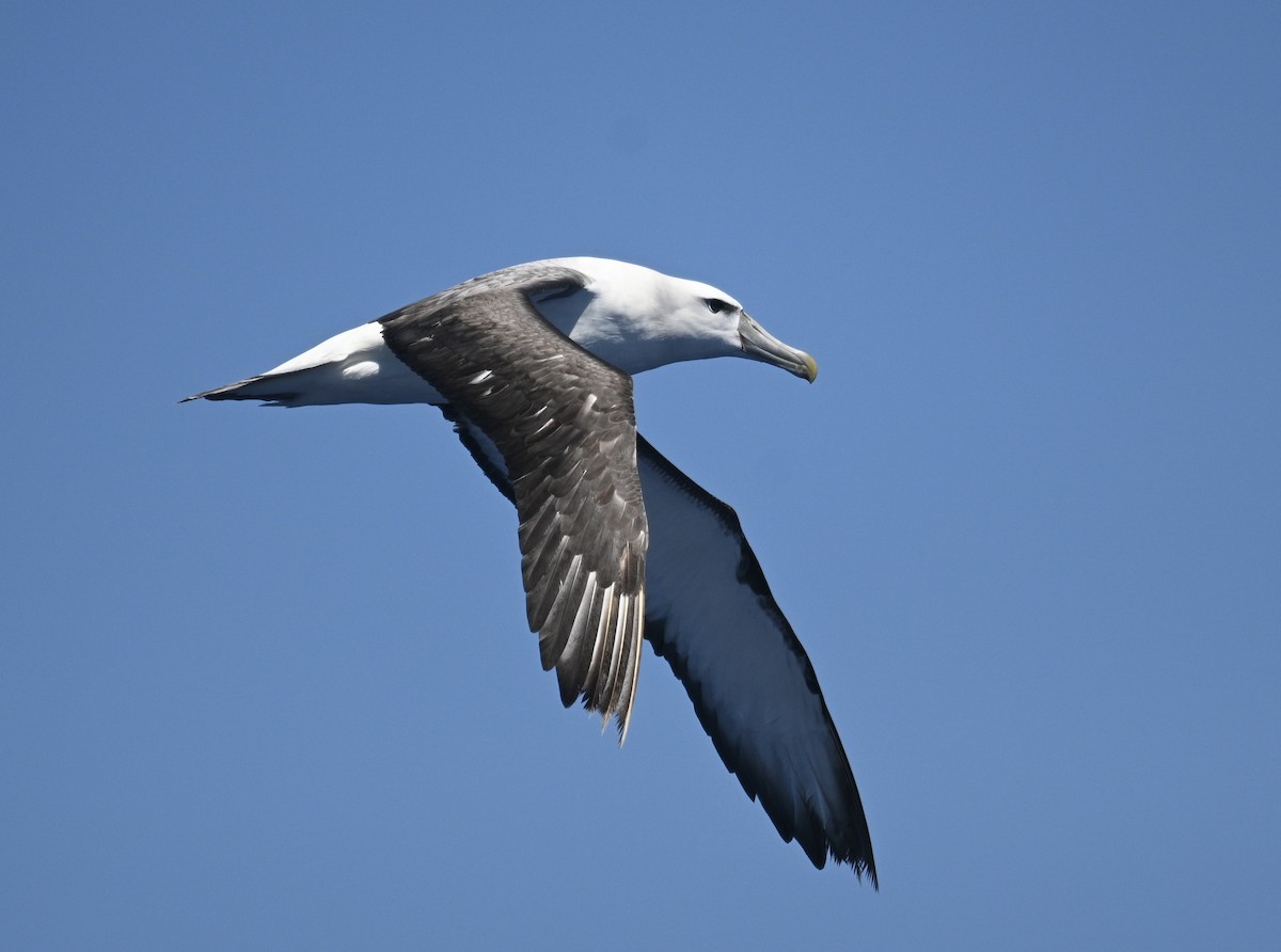 Albatros Cauto - ML646613567