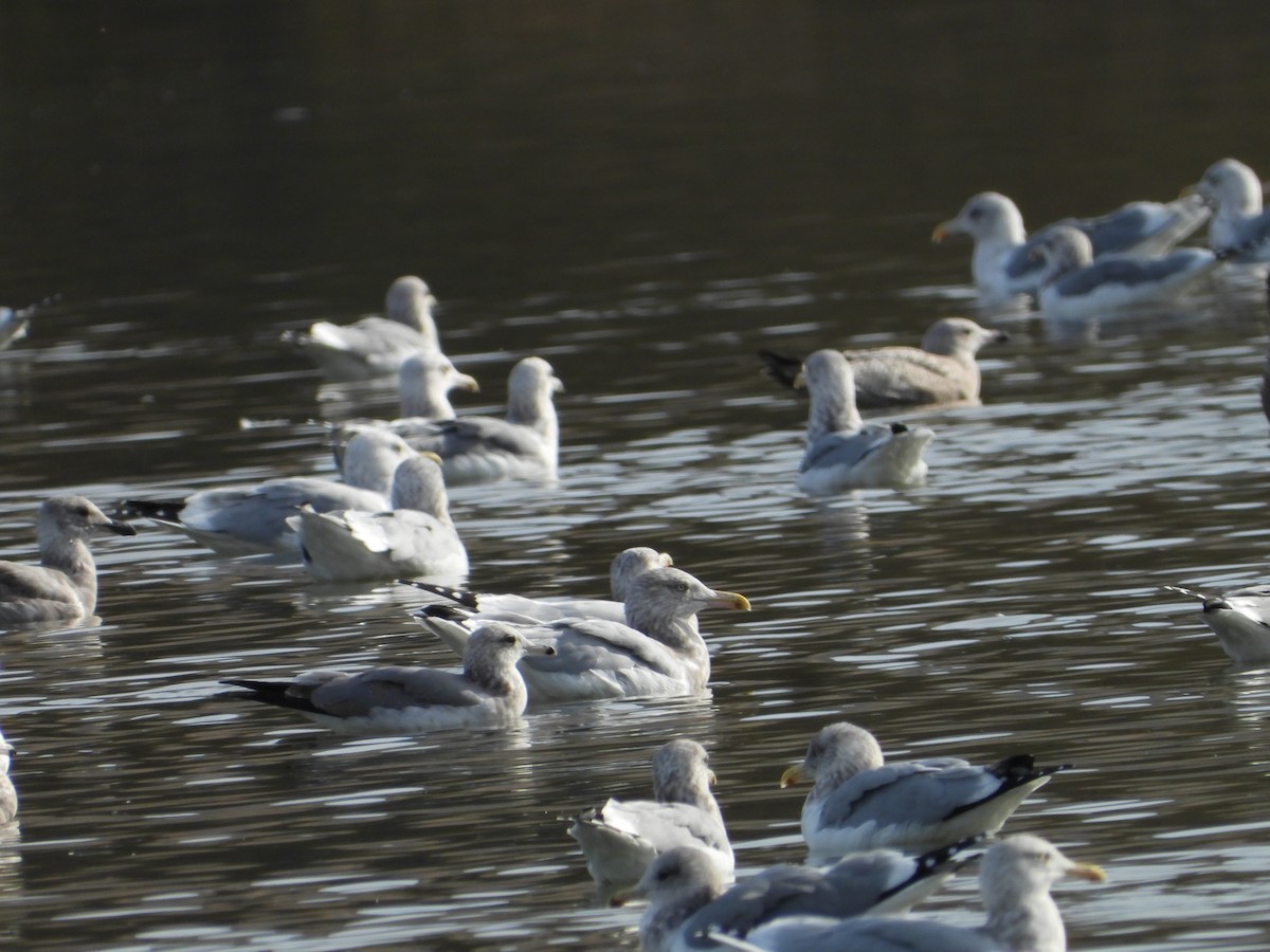 racek jezerní - ML646613569