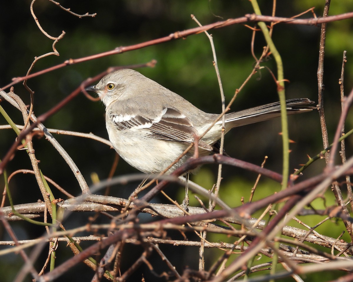 Northern Mockingbird - ML646613573