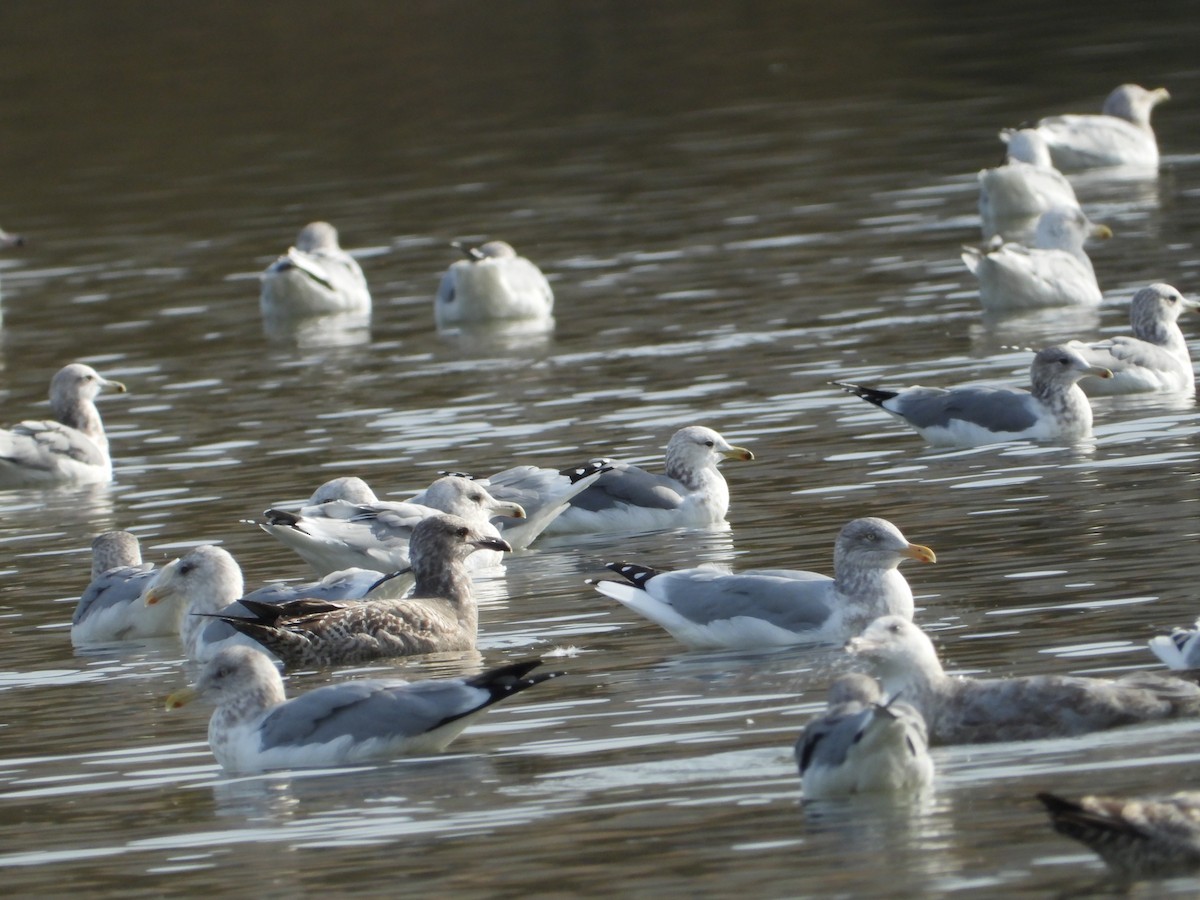 racek jezerní - ML646613578