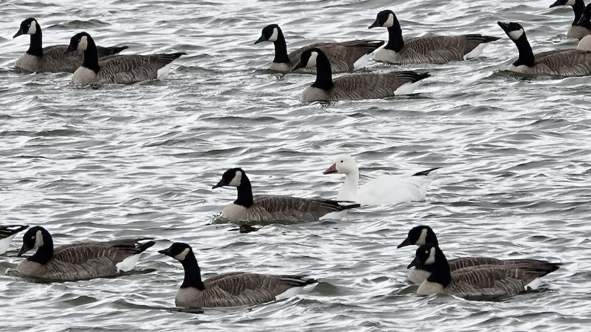 Snow Goose - ML646613581