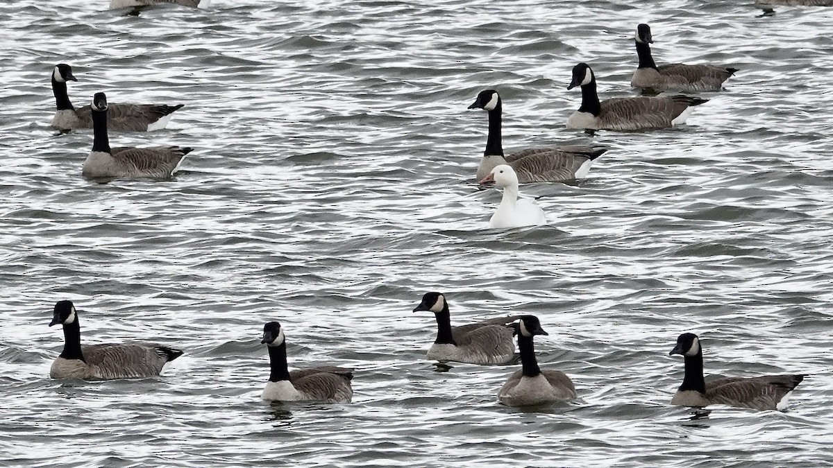 Snow Goose - ML646613582