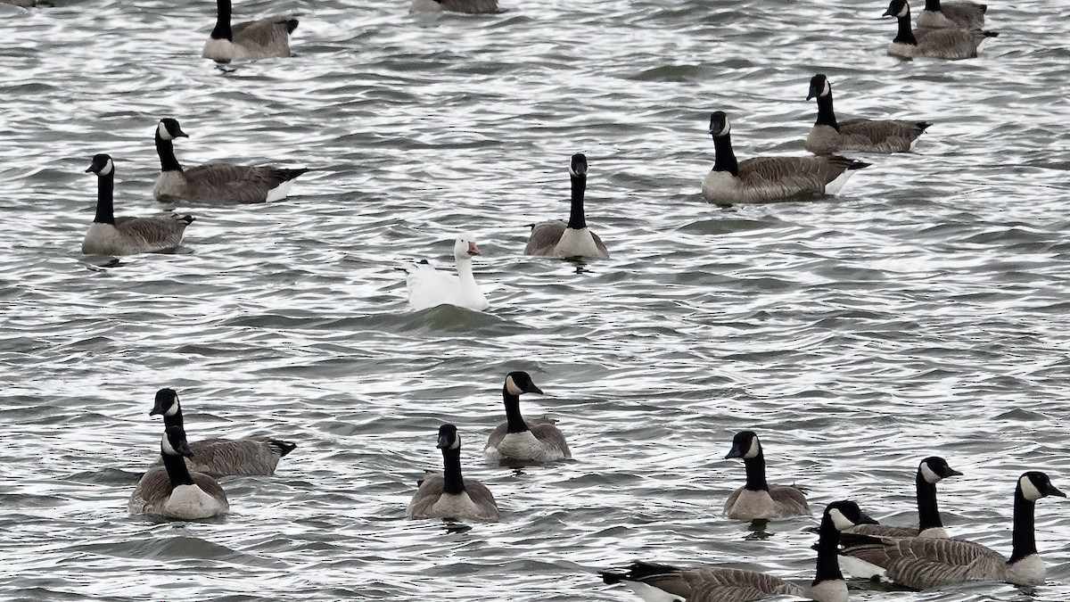 Snow Goose - ML646613583