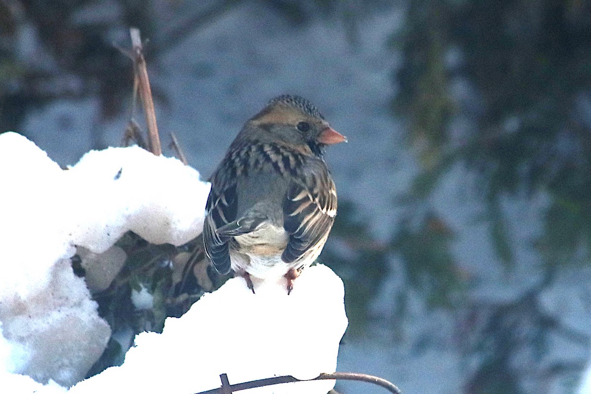 Chingolo de Harris - ML646613585