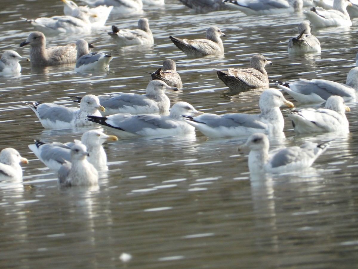 racek jezerní - ML646613586