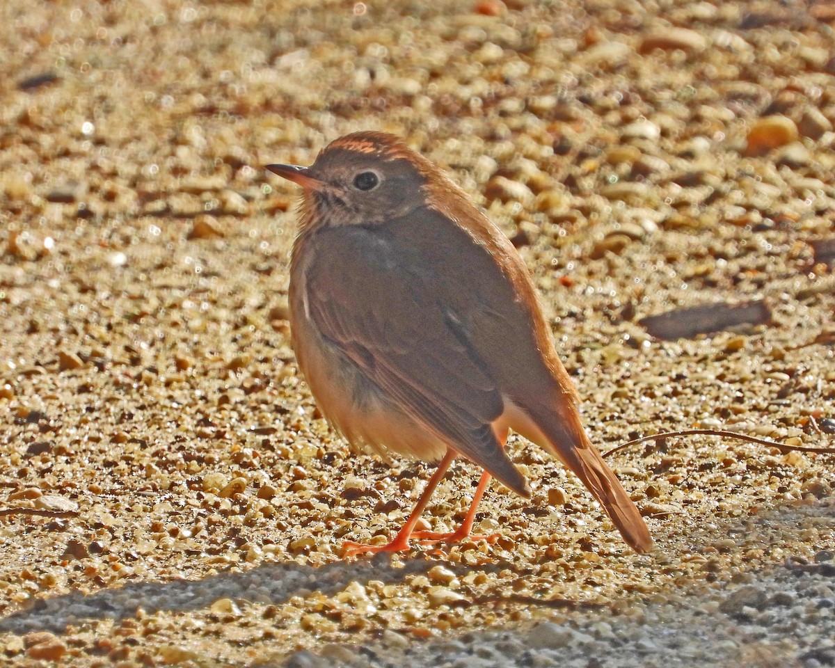 Hermit Thrush - ML646613589
