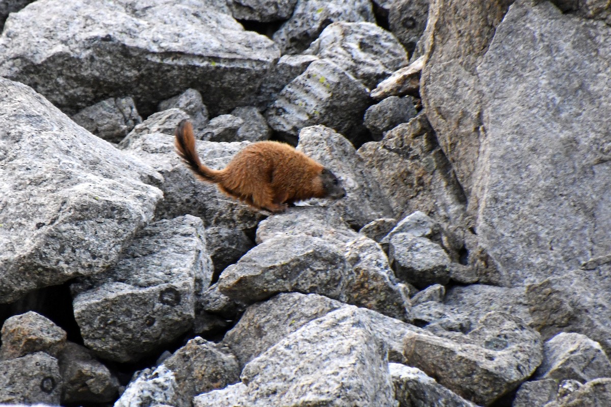 Black Hills Marmot - ML646613590