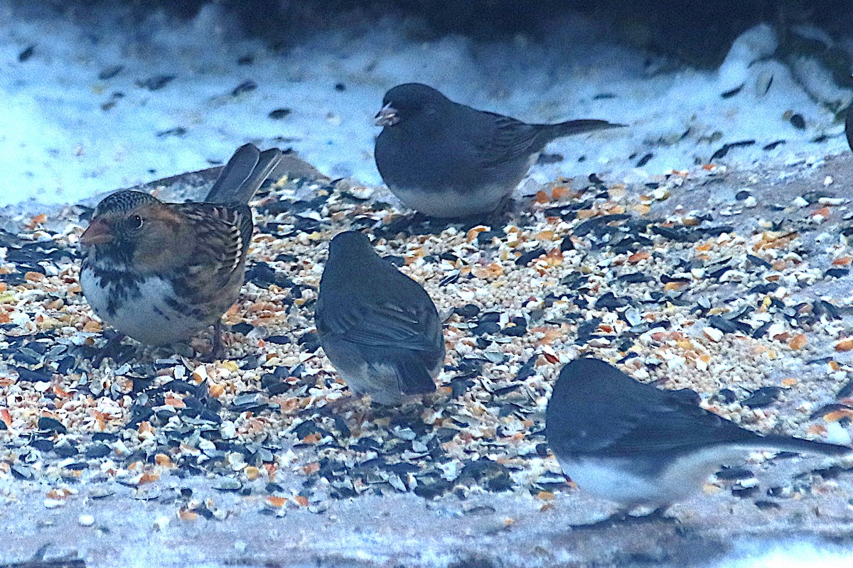 Chingolo de Harris - ML646613592