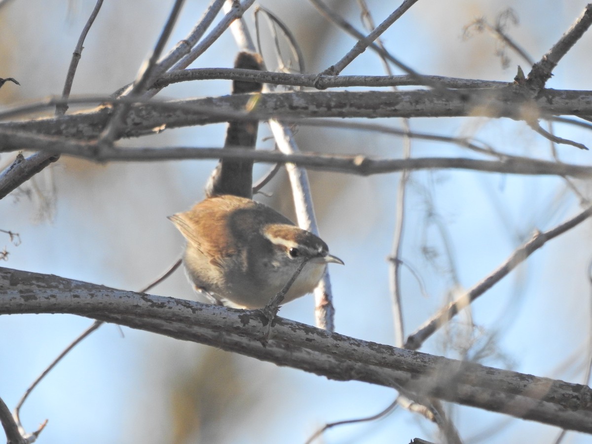 シロハラミソサザイ - ML646613593