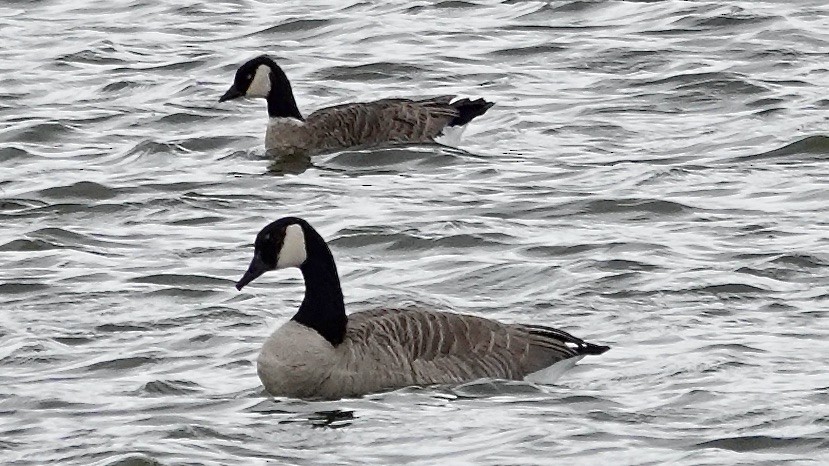 Cackling Goose - ML646613595