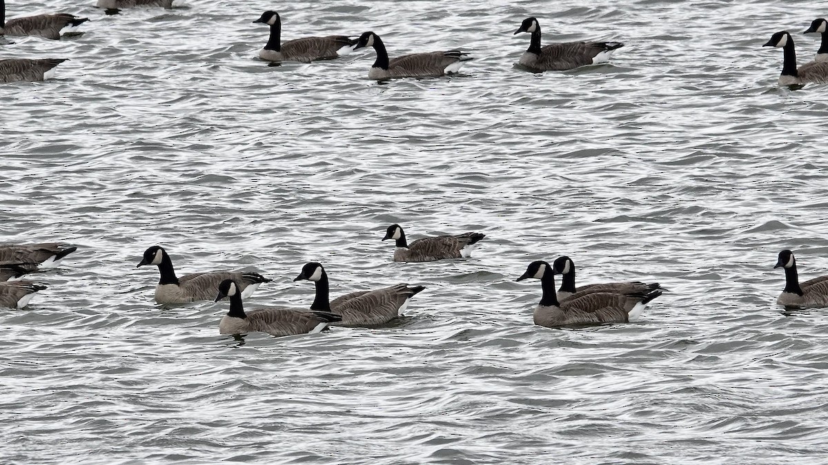 Cackling Goose - ML646613596