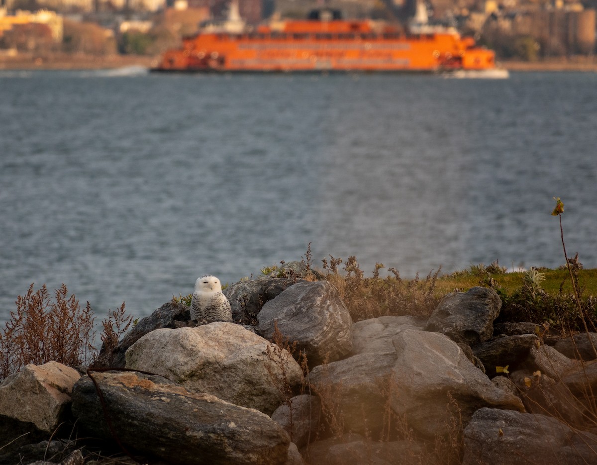 Snowy Owl - ML646613597