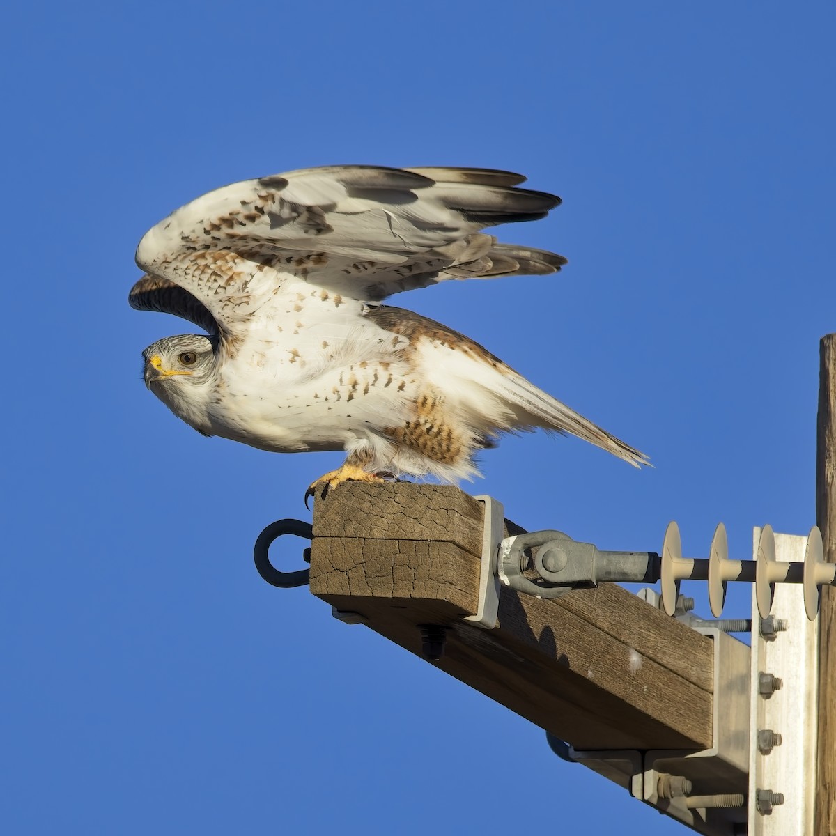 kongevåk - ML646613601